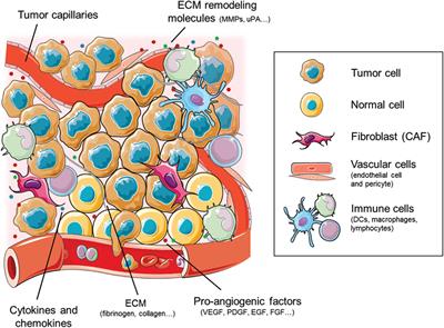 Unraveling the Role of Angiogenesis in Cancer Ecosystems